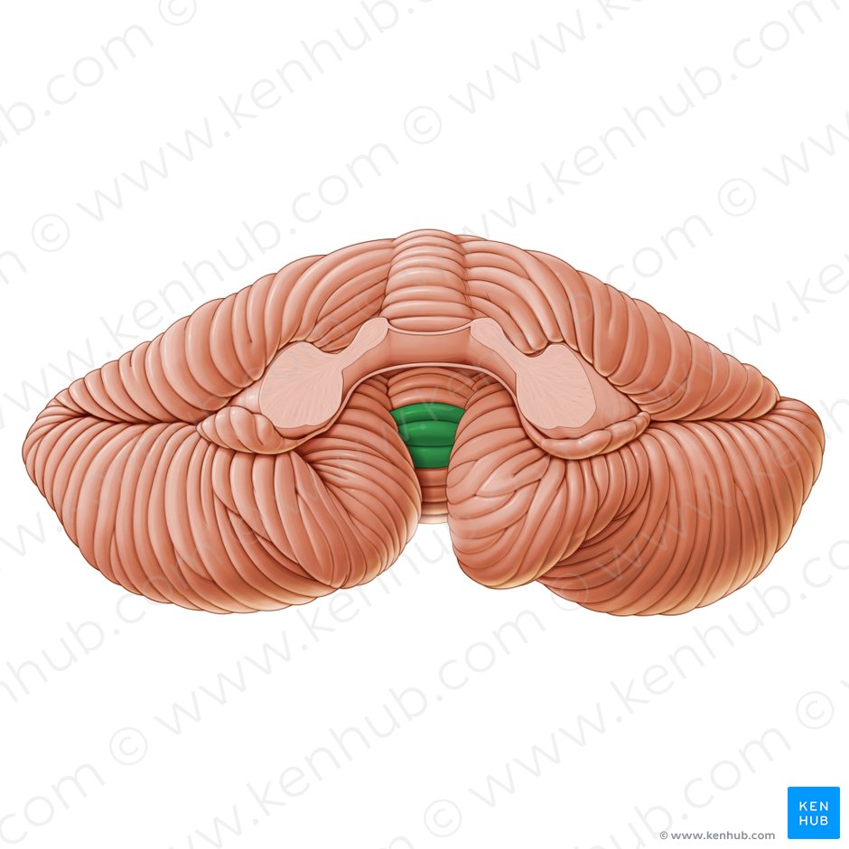 Uvula of vermis (Uvula vermis); Image: Paul Kim