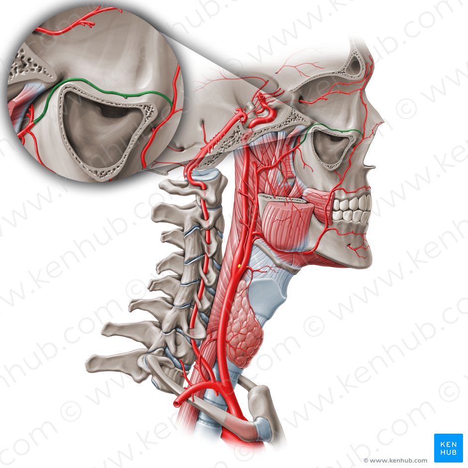 Infraorbital artery (Arteria infraorbitalis); Image: Paul Kim