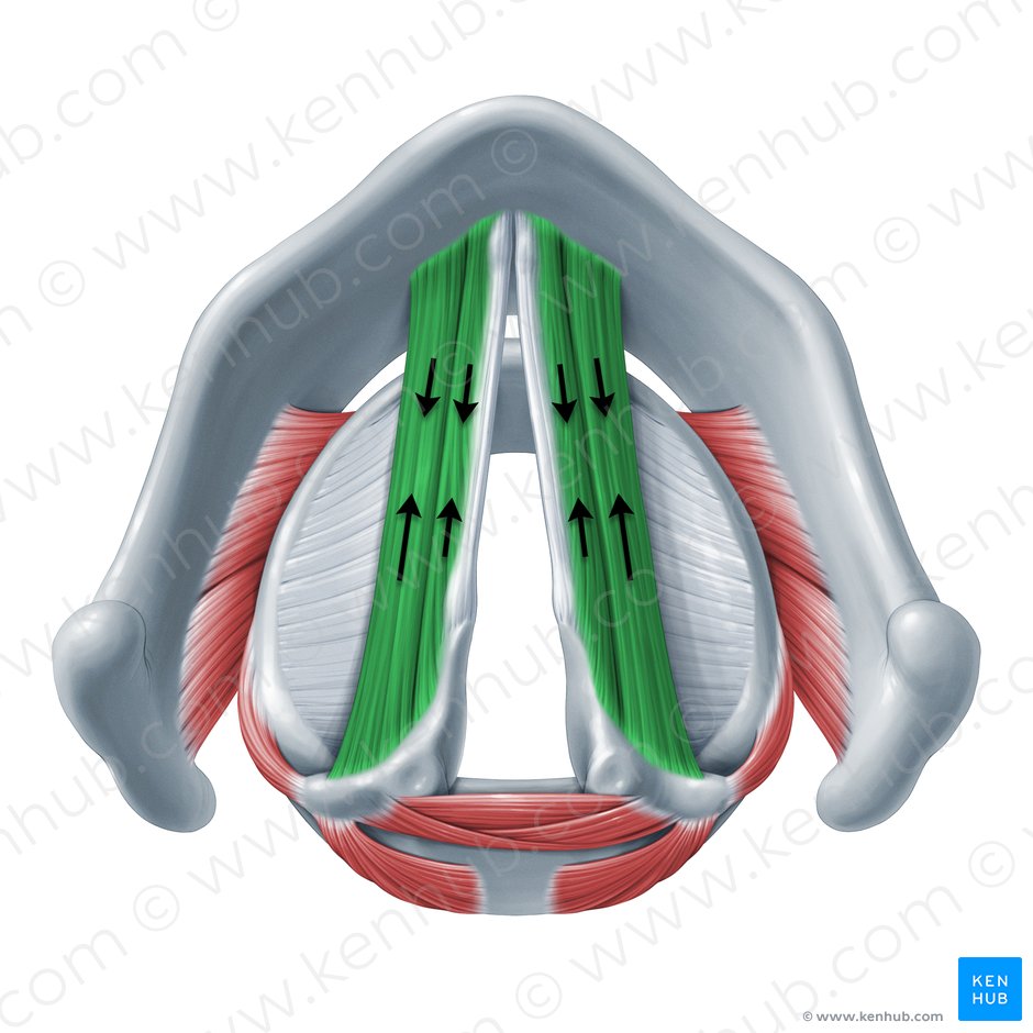 Functio musculorum vocalis et thyroarytenoidei (Funktion des Stimmmuskels und des Schildknorpel-Stellknorpel-Muskels); Bild: Paul Kim