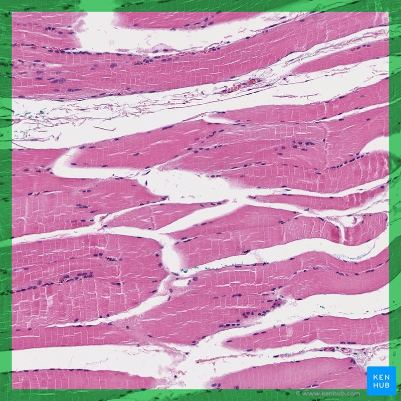 Skeletal muscle: Histological slide