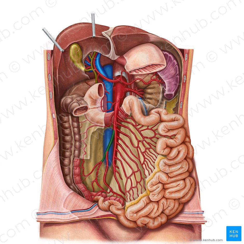 Ileocolic artery (Arteria ileocolica); Image: Irina Münstermann