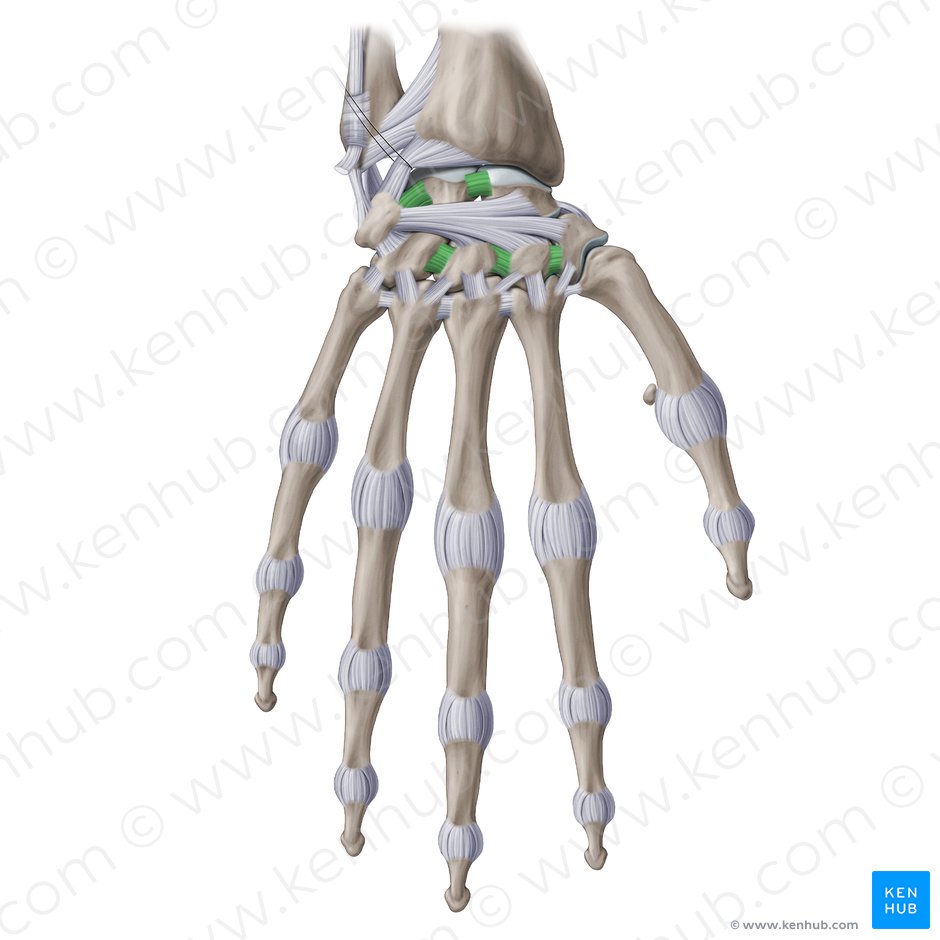 Ligamenta intercarpea interossea (Zwischenknochenbänder der Handwurzelknochen); Bild: Yousun Koh
