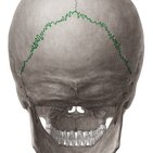 Cranial sutures