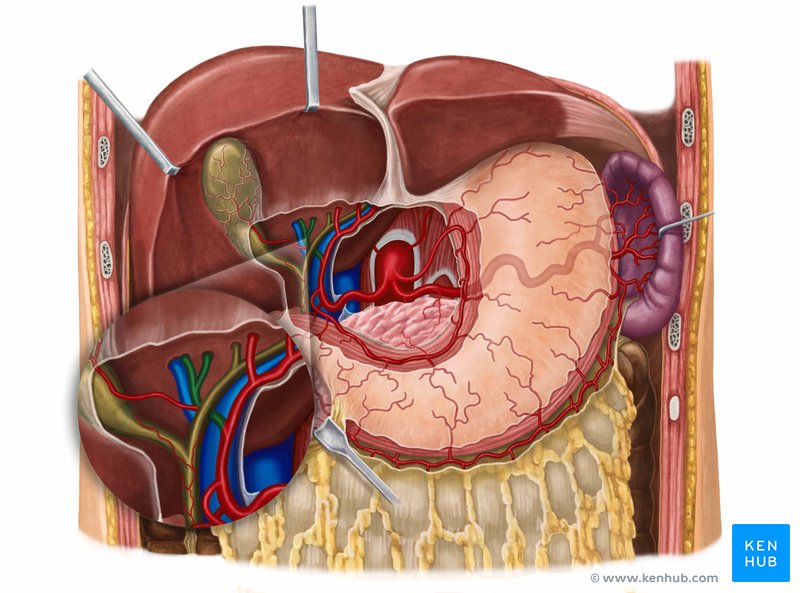 Right hepatic artery: Anatomy, branches, supply | Kenhub