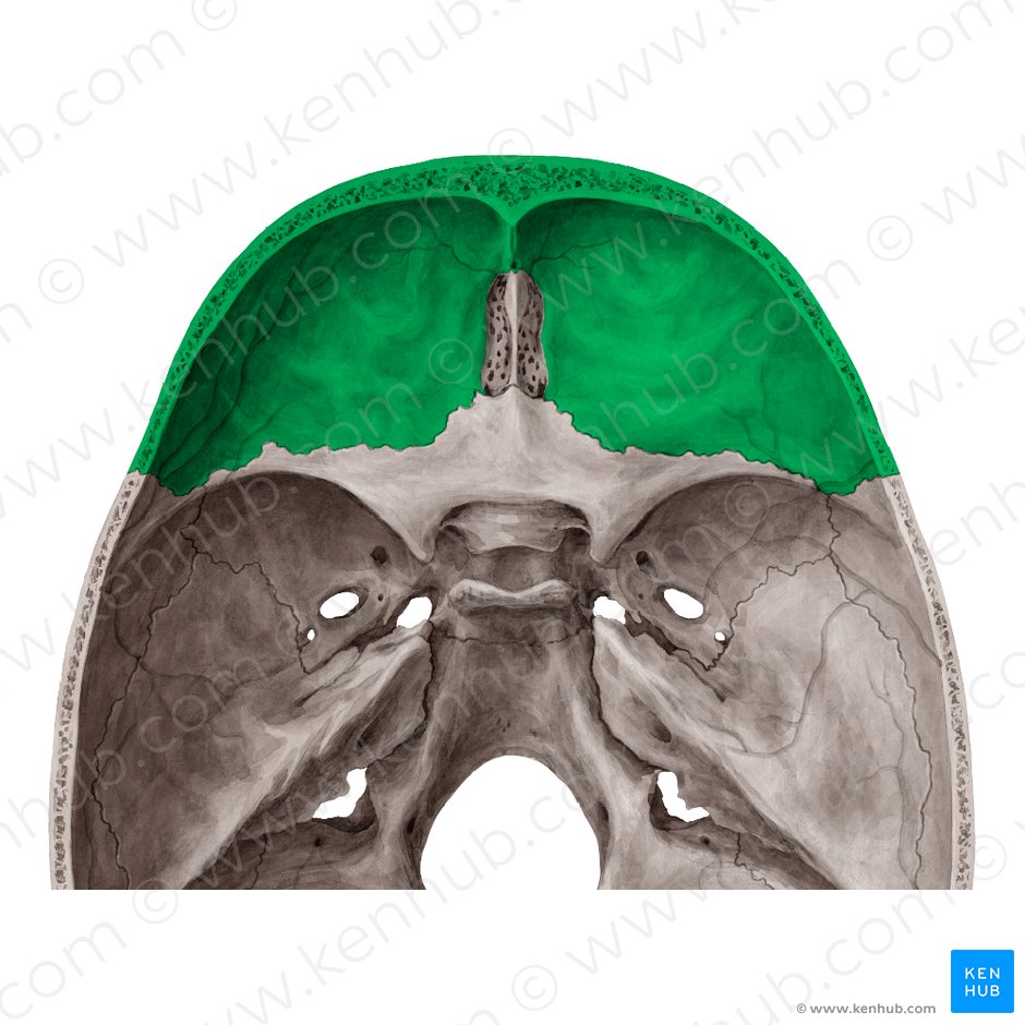 Frontal bone (Os frontale); Image: Yousun Koh