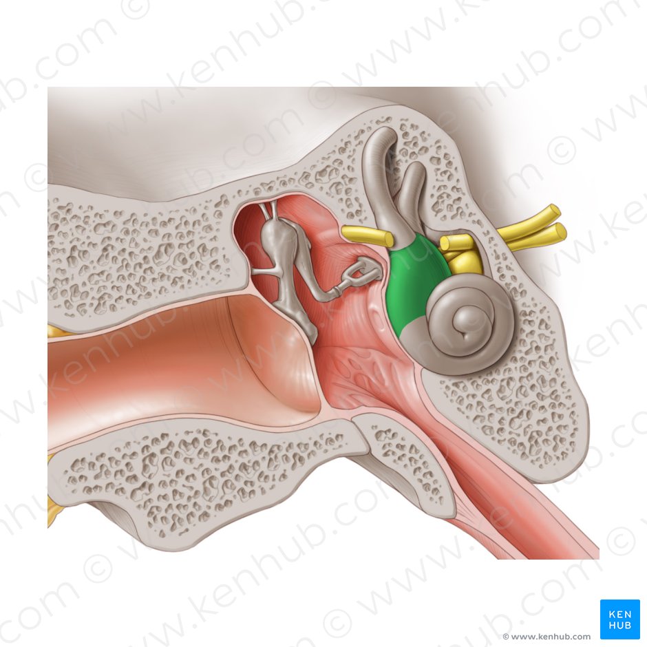 Vestibule of internal ear (Vestibulum auris internae); Image: Paul Kim