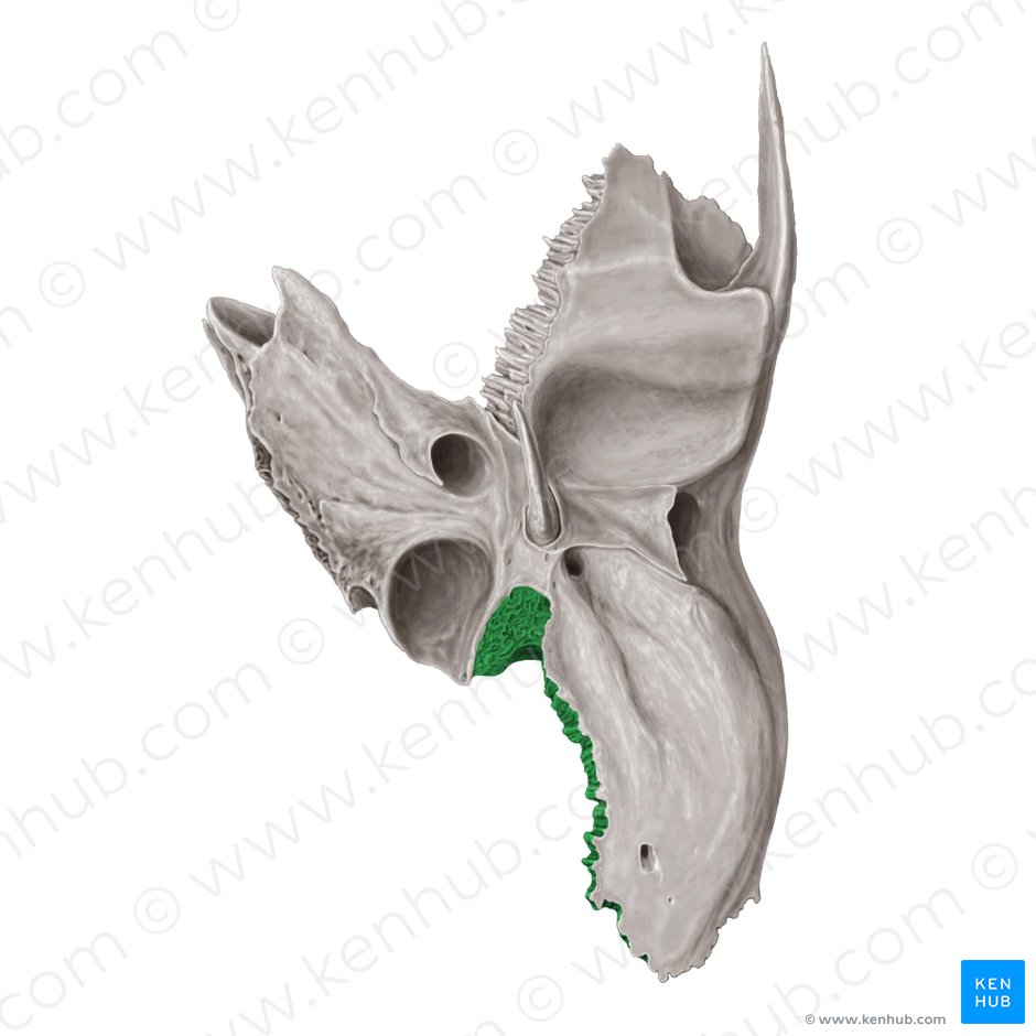 Occipital margin of temporal bone (Margo occipitalis ossis temporalis); Image: Samantha Zimmerman