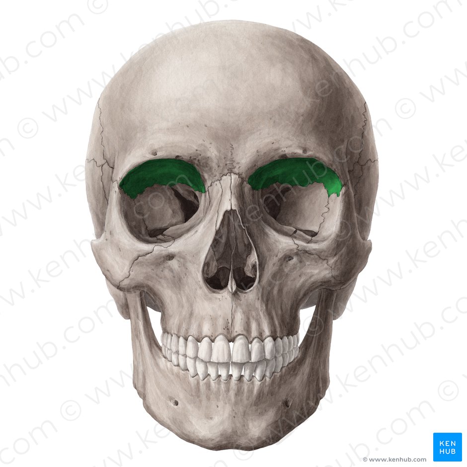 Facies orbitalis ossis frontalis (Augenhöhlenfläche des Stirnbeins); Bild: Yousun Koh