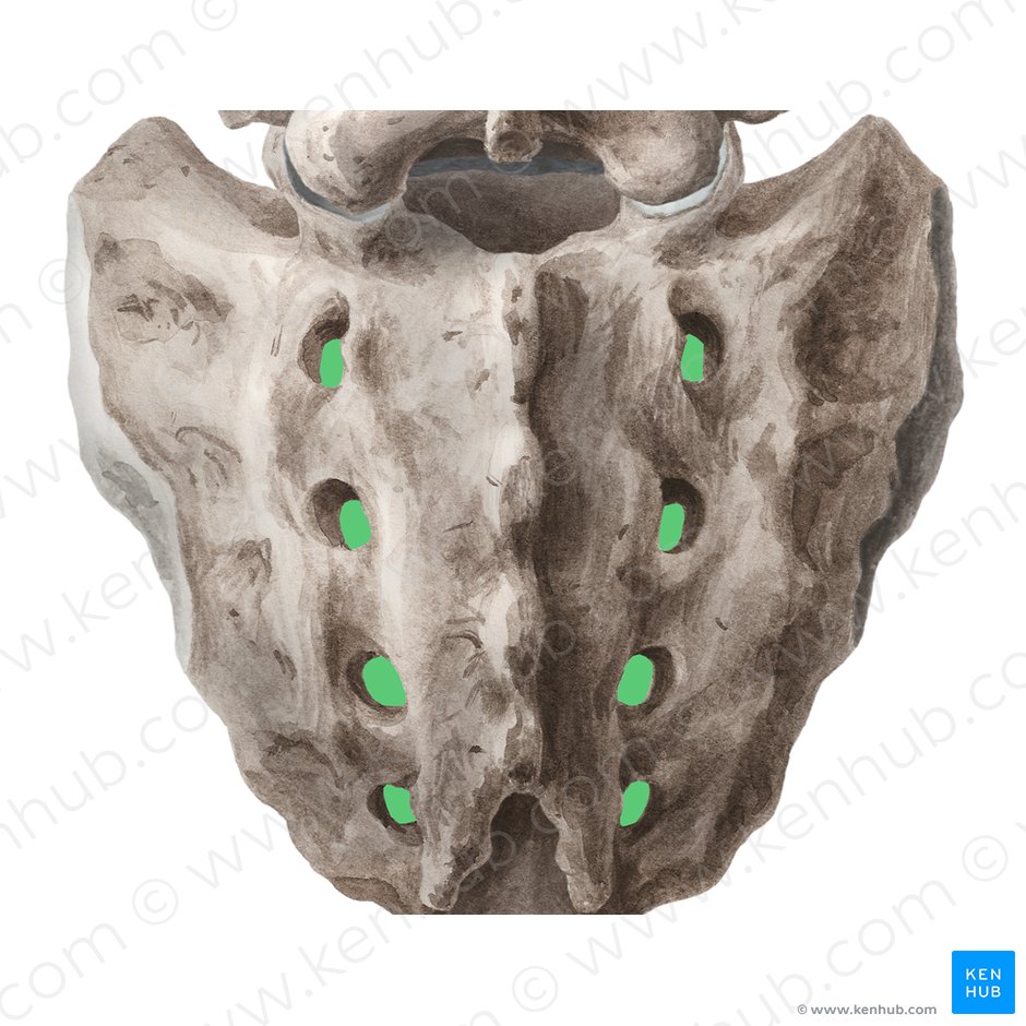 Forámenes sacros posteriores (Foramina sacralia posteriora); Imagen: Liene Znotina