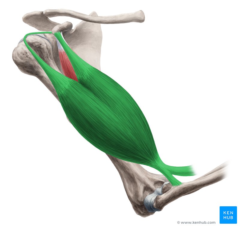 Biceps brachii muscle (Musculus biceps brachii)