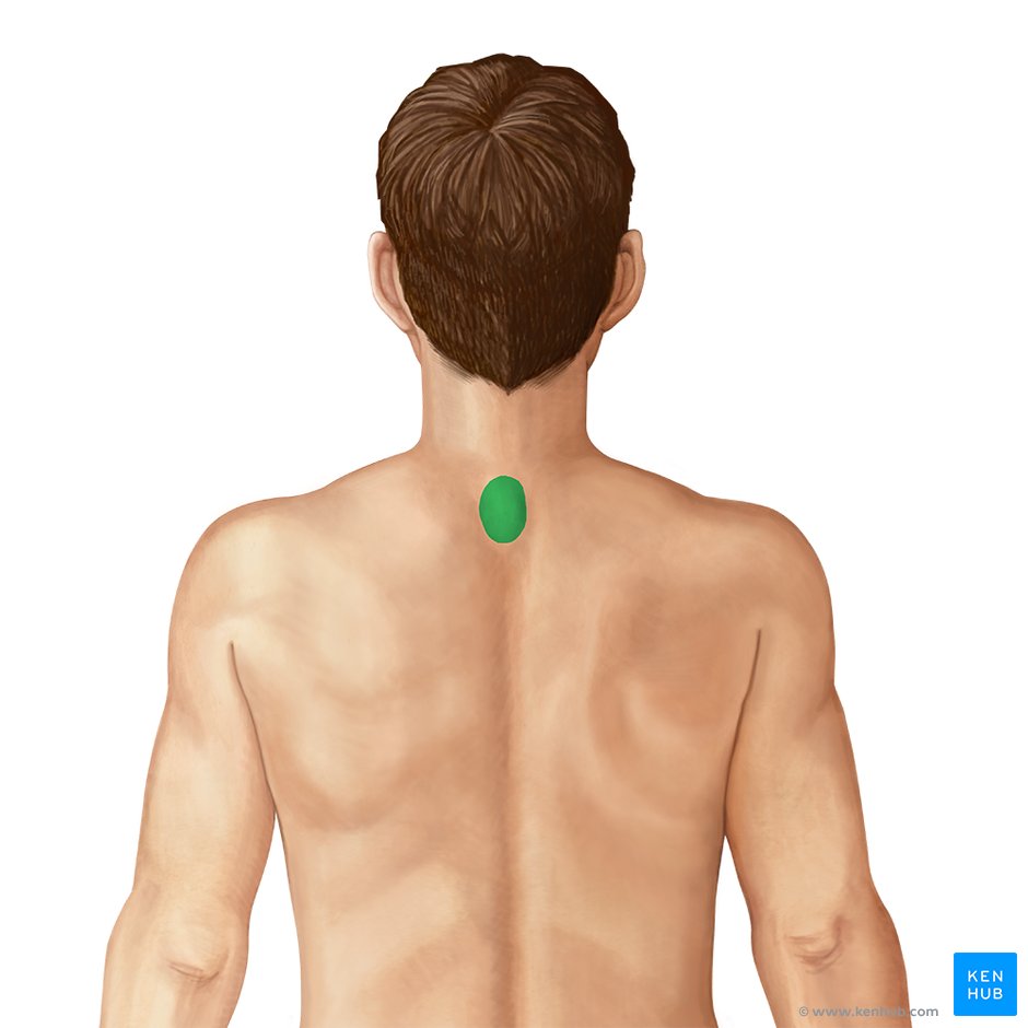 Cervical spine: Anatomy, ligaments, nerves and injury | Kenhub