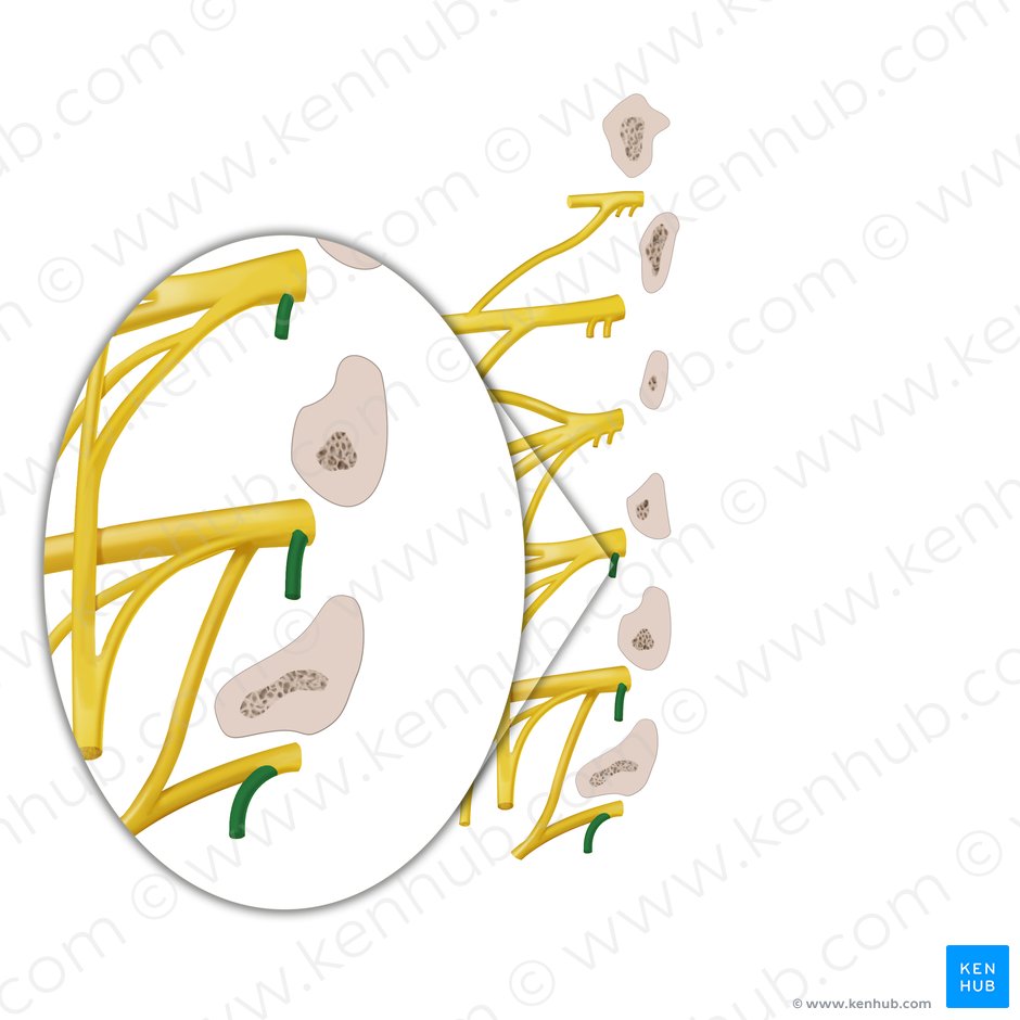 Ramo comunicante gris del nervio espinal (Ramus communicans griseus nervi spinalis); Imagen: Begoña Rodriguez