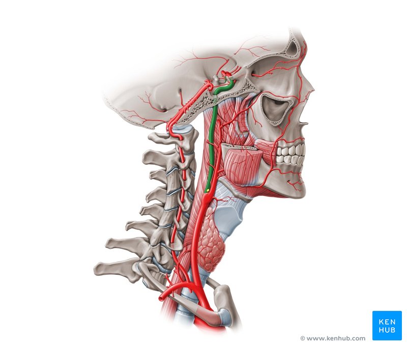 Internal carotid artery - lateral-right view