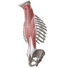 Músculos intrínsecos das costas