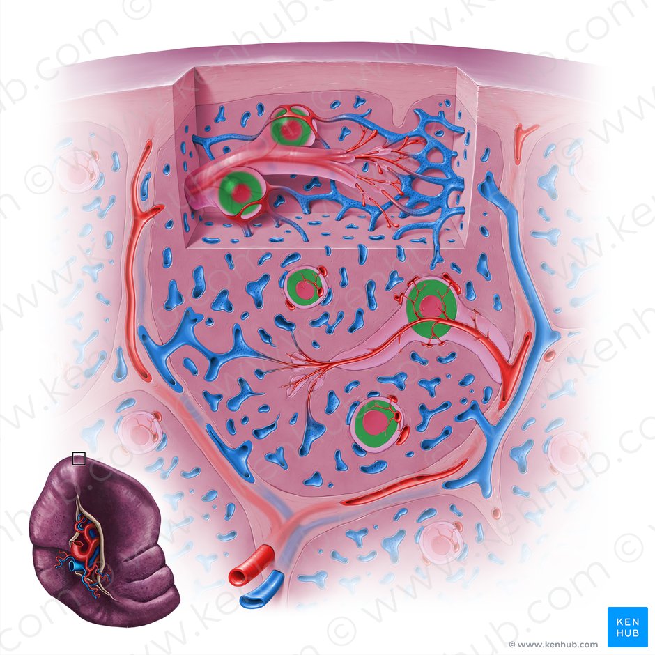 Zona do manto do nódulo linfático esplénico (Zona marginalis noduli lymphoidei splenici); Imagem: Paul Kim
