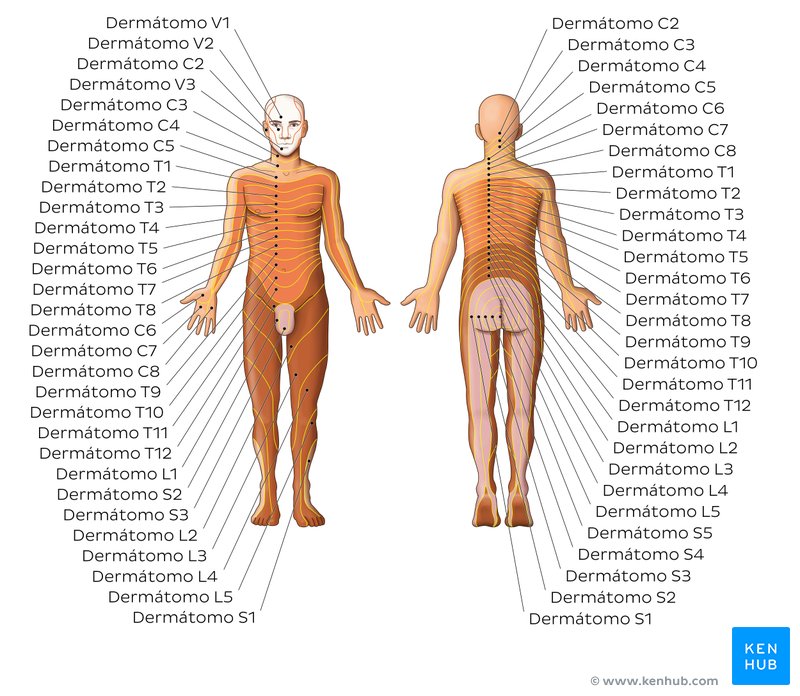 Dermátomos - vistas anterior e posterior