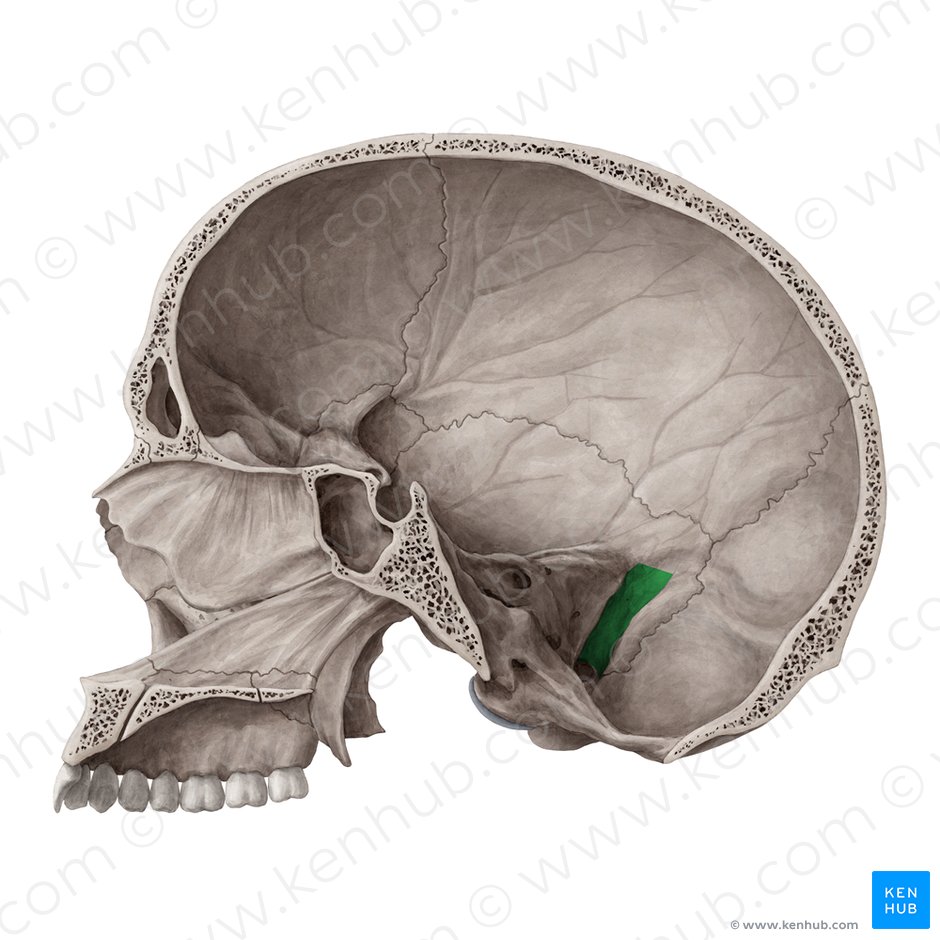 Groove for sigmoid sinus of temporal bone (Sulcus sinus sigmoidei ossis temporalis); Image: Yousun Koh
