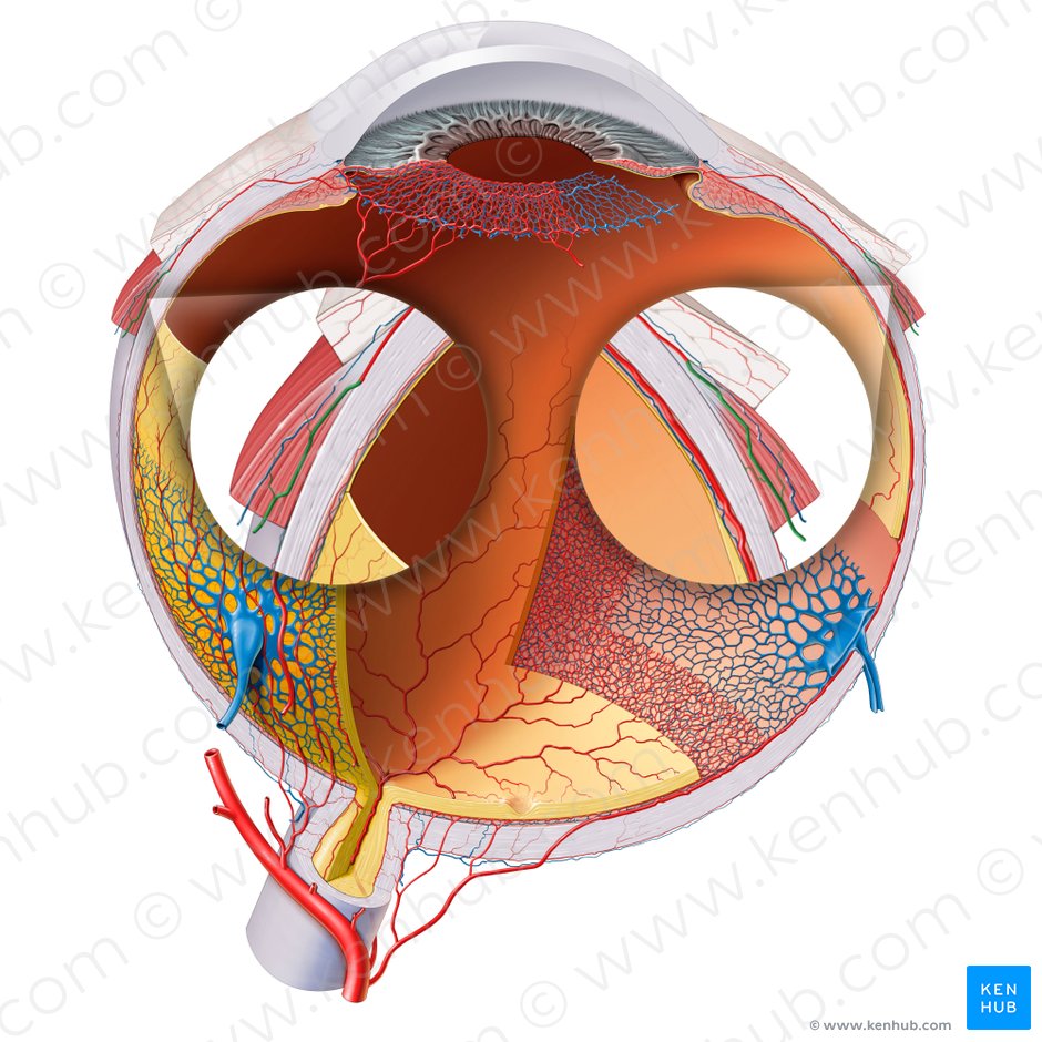 Ramos musculares da artéria oftálmica (Rami musculares arteriae ophthalmicae); Imagem: Paul Kim