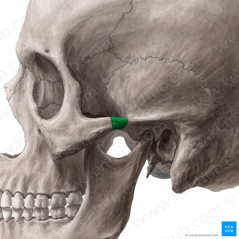 Posterior and lateral views of the skull: Anatomy | Kenhub