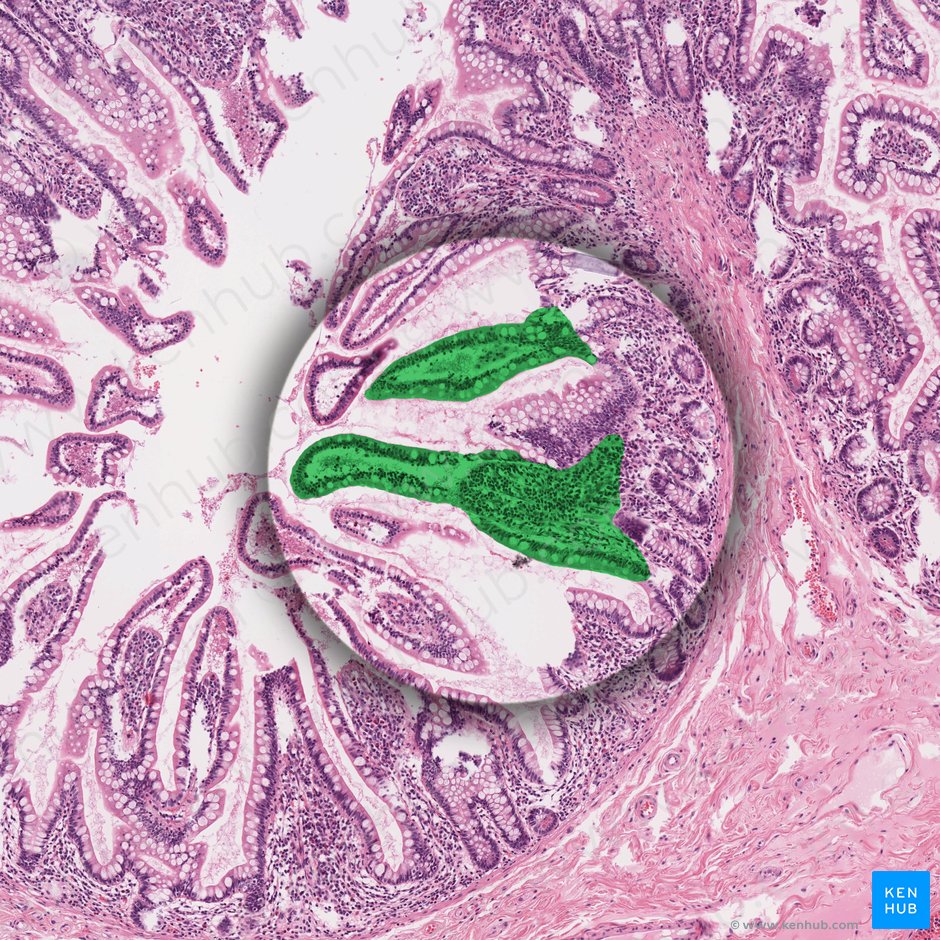Intestinal villus (Villus intestinalis); Image: 