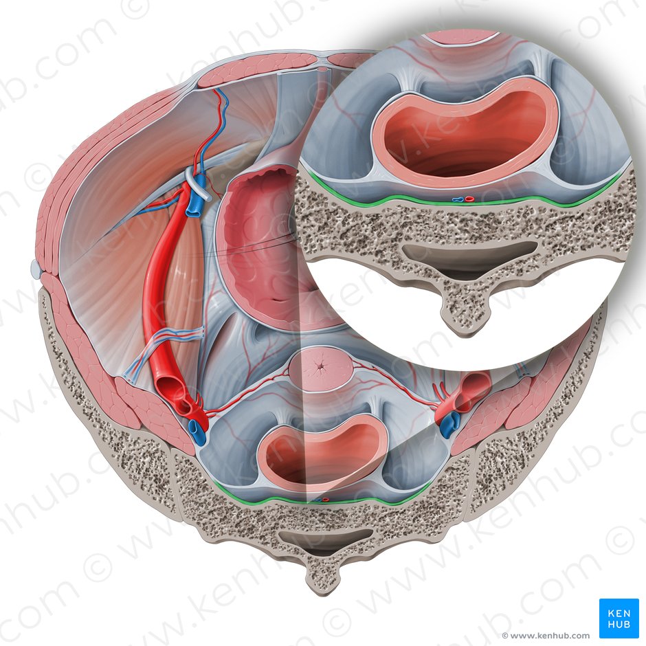 Anterior sacrococcygeal ligament (Ligamentum sacrococcygeum anterius); Image: Paul Kim