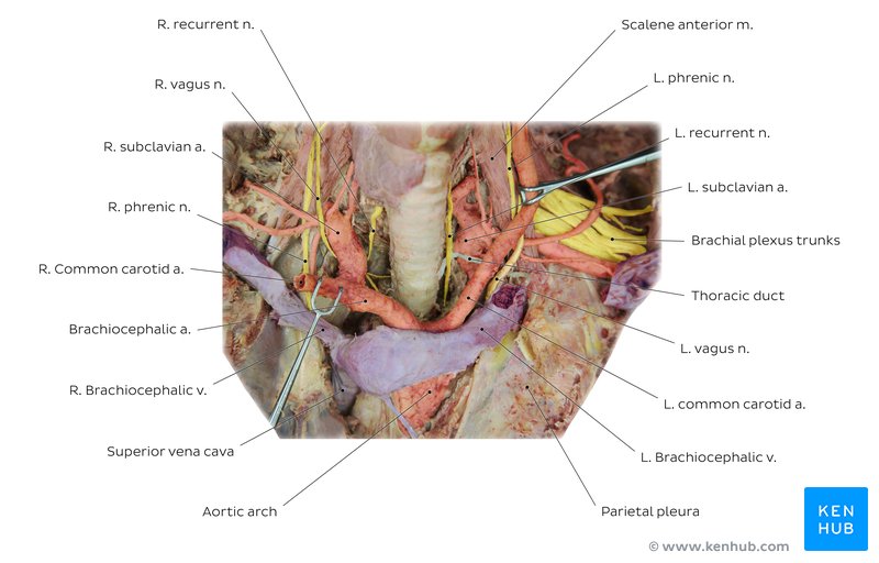 Neurovasculature of the neck and superior thorax