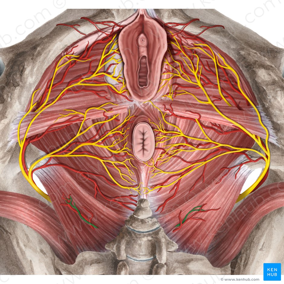 Anococcygeal nerve (Nervus anococcygeus); Image: Rebecca Betts
