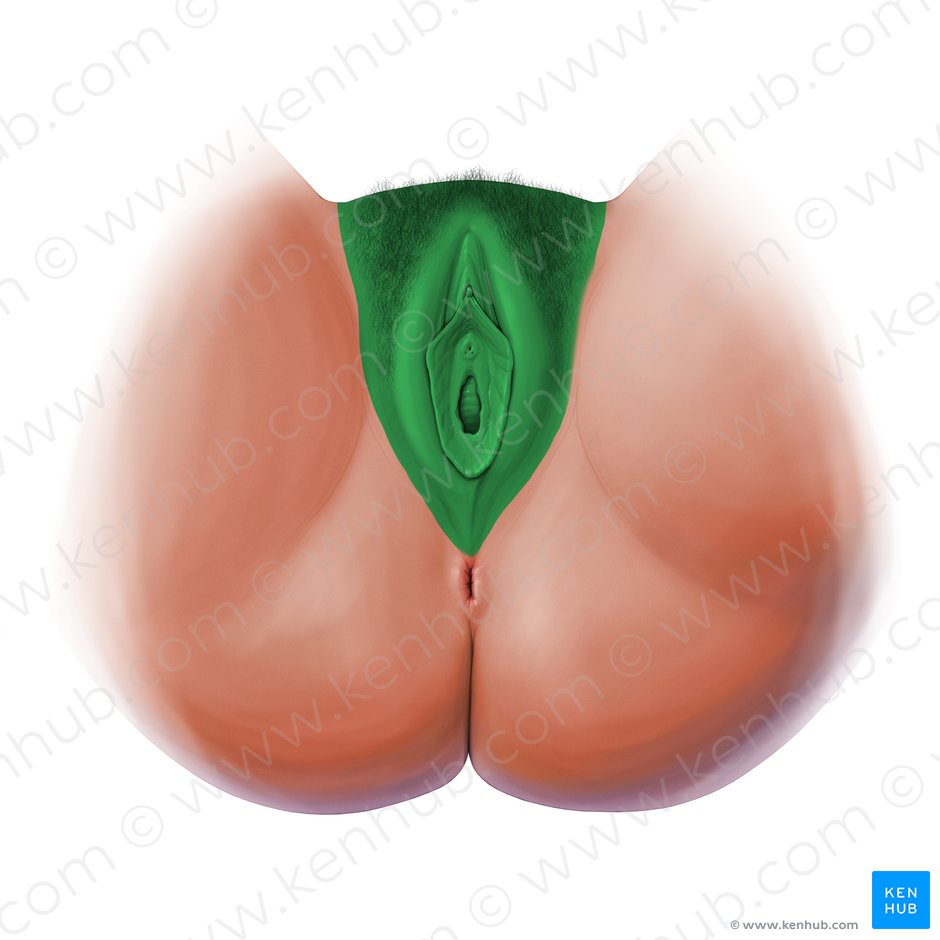 Vulva; Image: Paul Kim