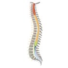 Coluna vertebral e nervos espinhais