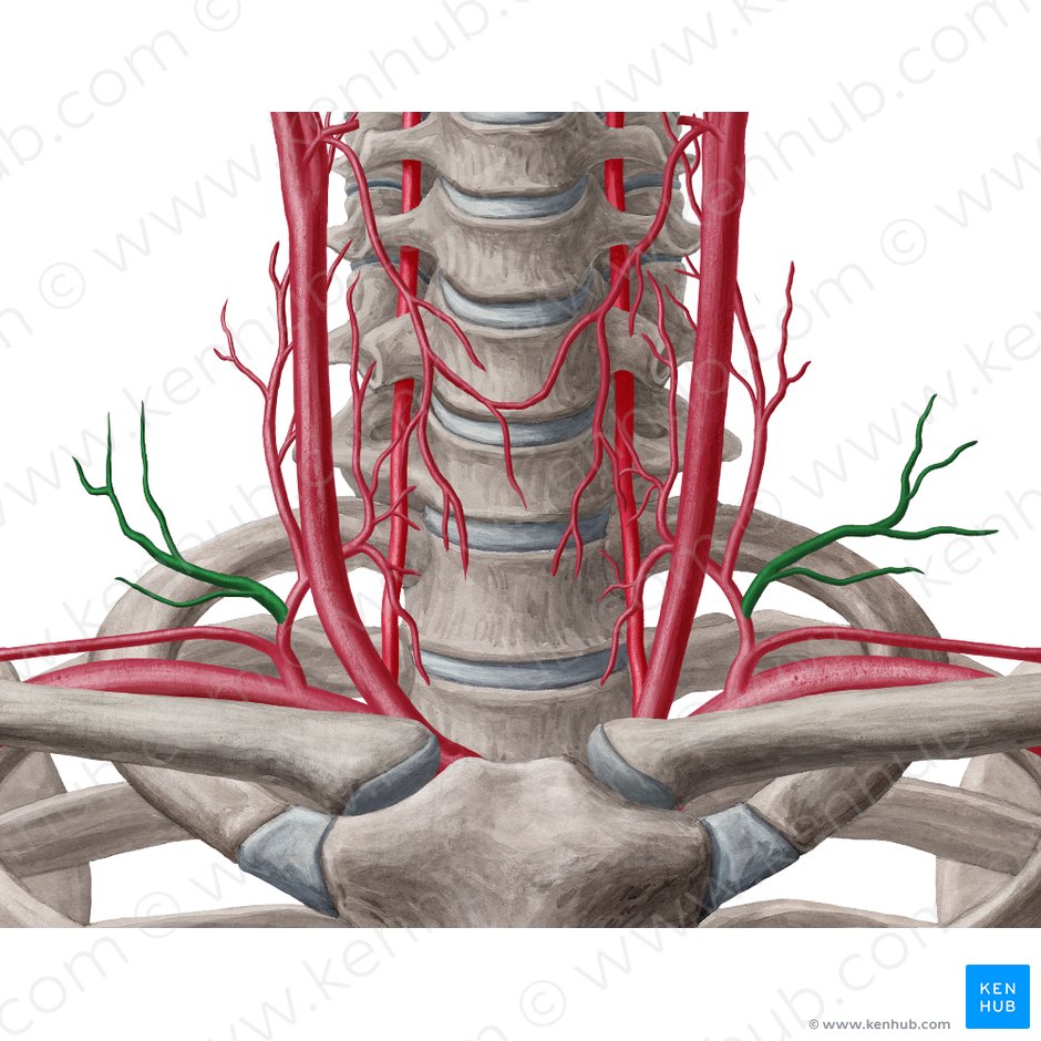 Artéria cervical transversa (Arteria transversa colli); Imagem: Yousun Koh