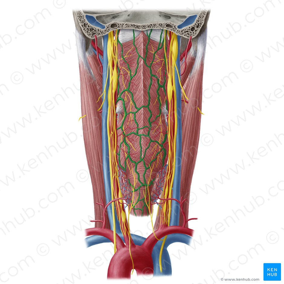 Pharyngeal veins (Venae pharyngeae); Image: Yousun Koh