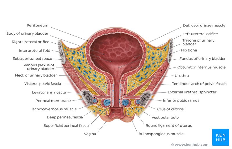 Urinary bladder & urethra: Anatomy, location, function | Kenhub