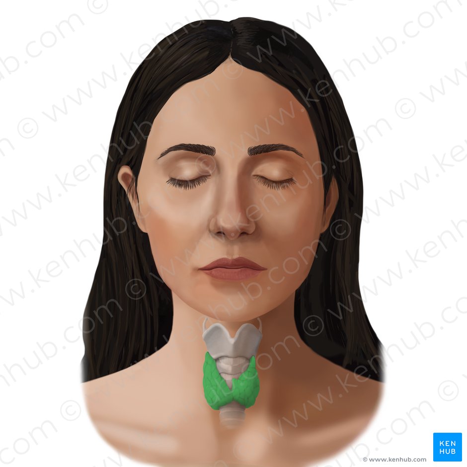 Glándula tiroides (Glandula thyroidea); Imagen: Begoña Rodriguez