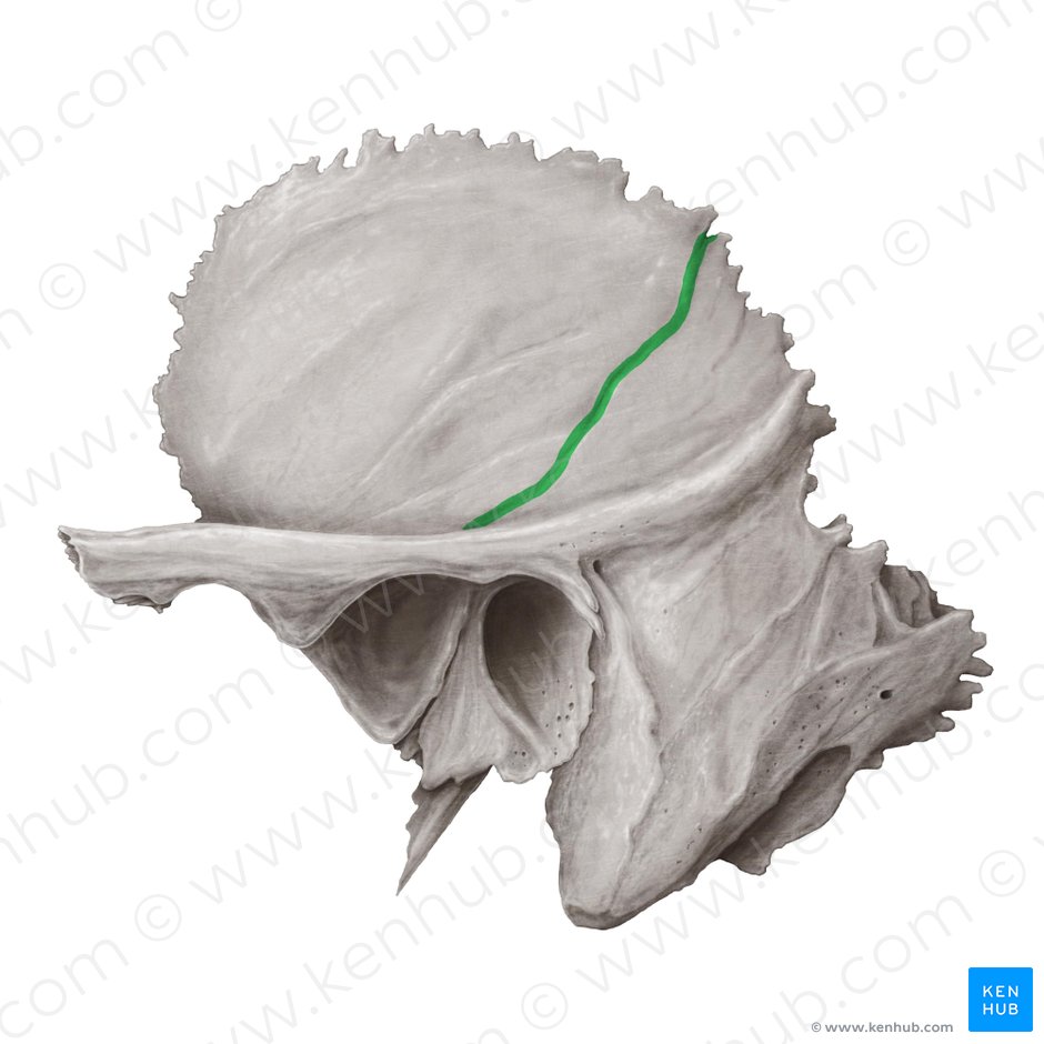 Groove for middle temporal artery of temporal bone (Sulcus arteriae temporalis mediae ossis temporalis); Image: Samantha Zimmerman