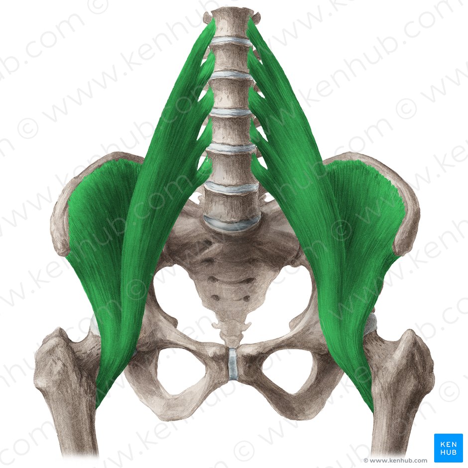 Músculo iliopsoas (Musculus iliopsoas); Imagem: Liene Znotina