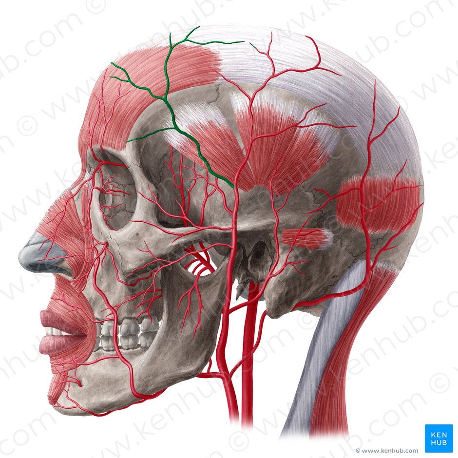 Frontal branch of superficial temporal artery (Ramus frontalis arteriae temporalis superficialis); Image: Yousun Koh
