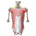 Neurovasculature of the thoracic wall