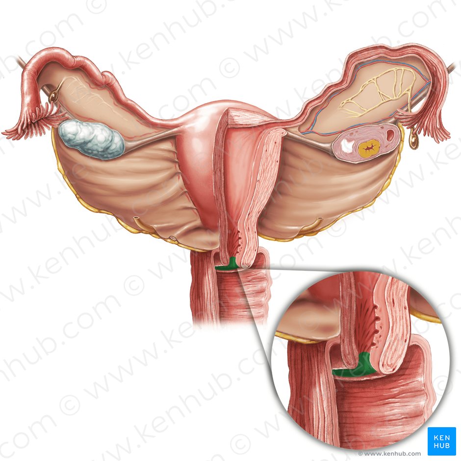 External os of uterus (Ostium externum uteri); Image: Samantha Zimmerman