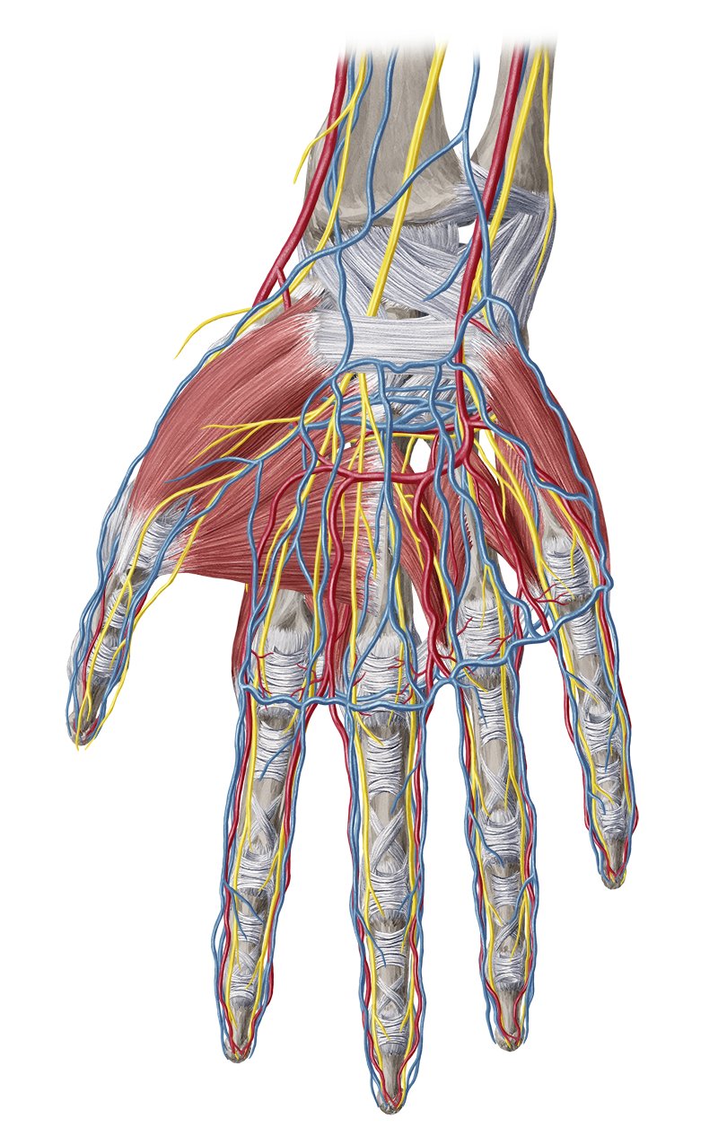 Hand und Handgelenk (Anatomie) - Lernhilfe | Kenhub