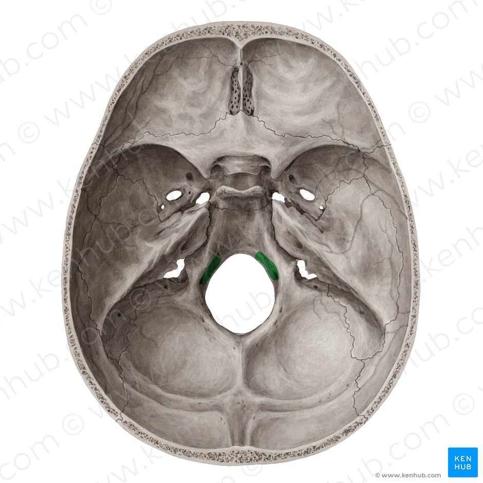 Canalis nervi hypoglossi (Unterzungennervkanal); Bild: Yousun Koh