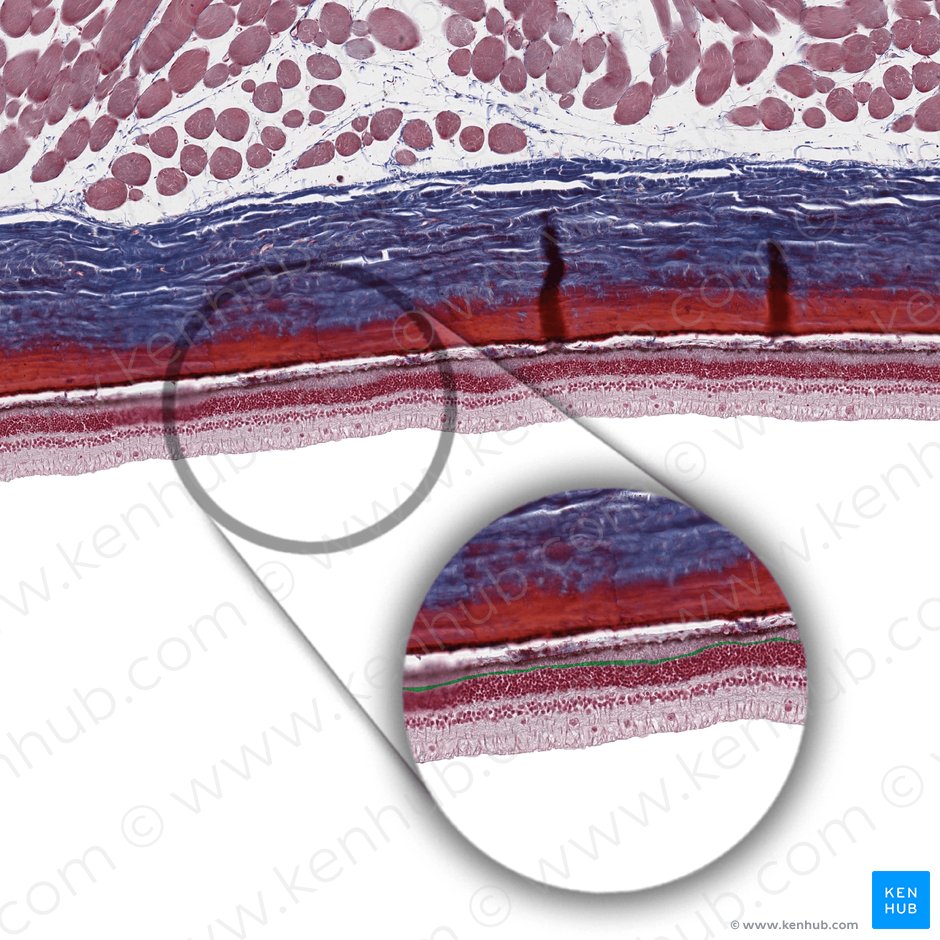 Stratum limitans externum retinae (Äußere Gliagrenzschicht der Netzhaut); Bild: 