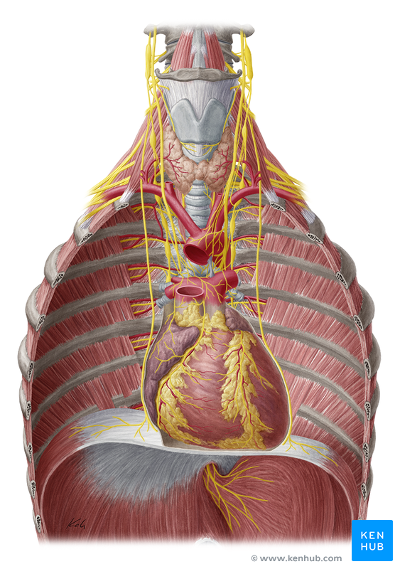 Innervation of the heart - Anatomy and Pathology | Kenhub