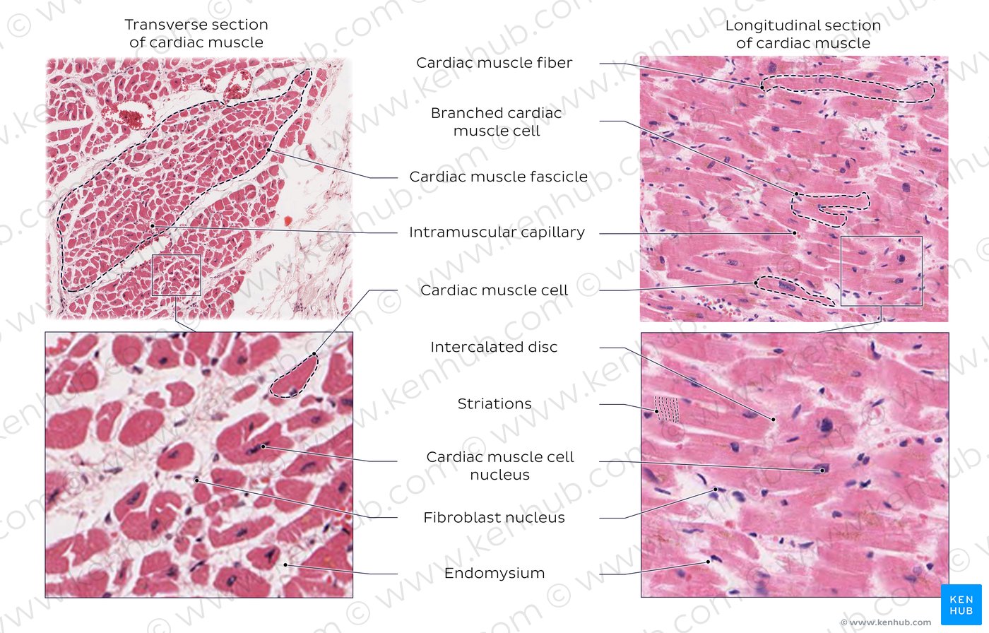 Cardiac muscle tissue histology | Kenhub