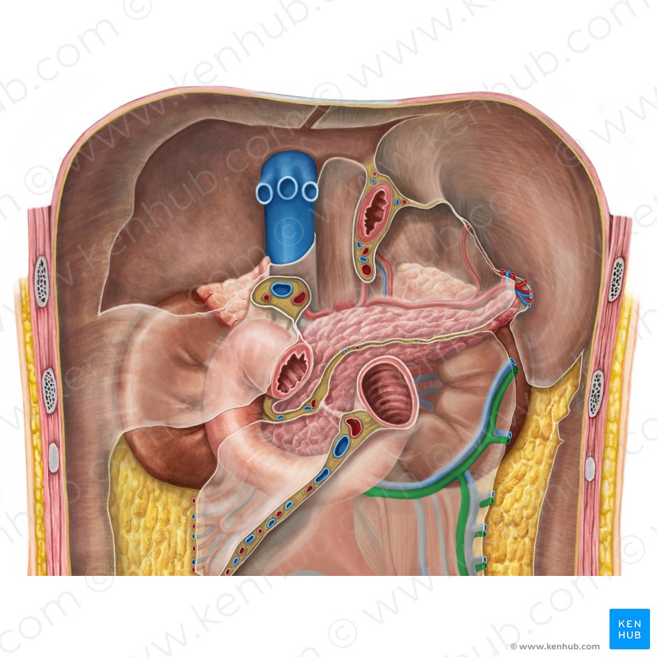 Arteria cólica izquierda (Arteria colica sinistra); Imagen: Irina Münstermann