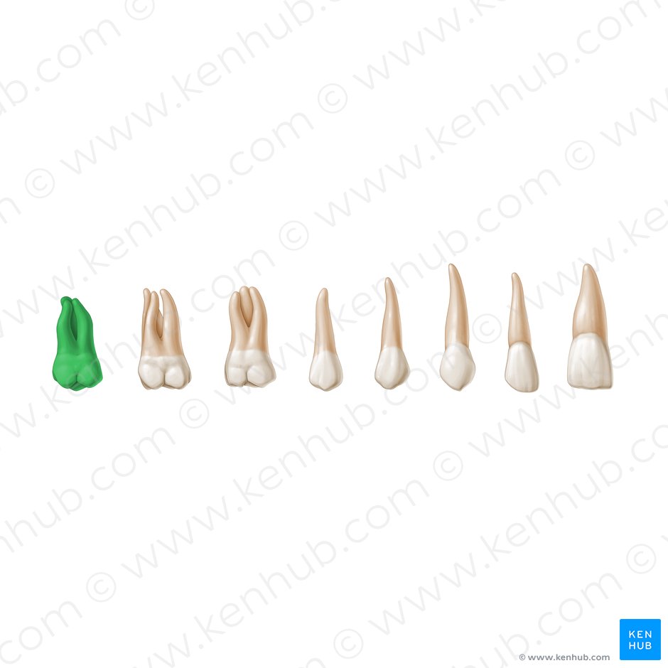 3rd molar tooth (Dens molaris 3); Image: Paul Kim