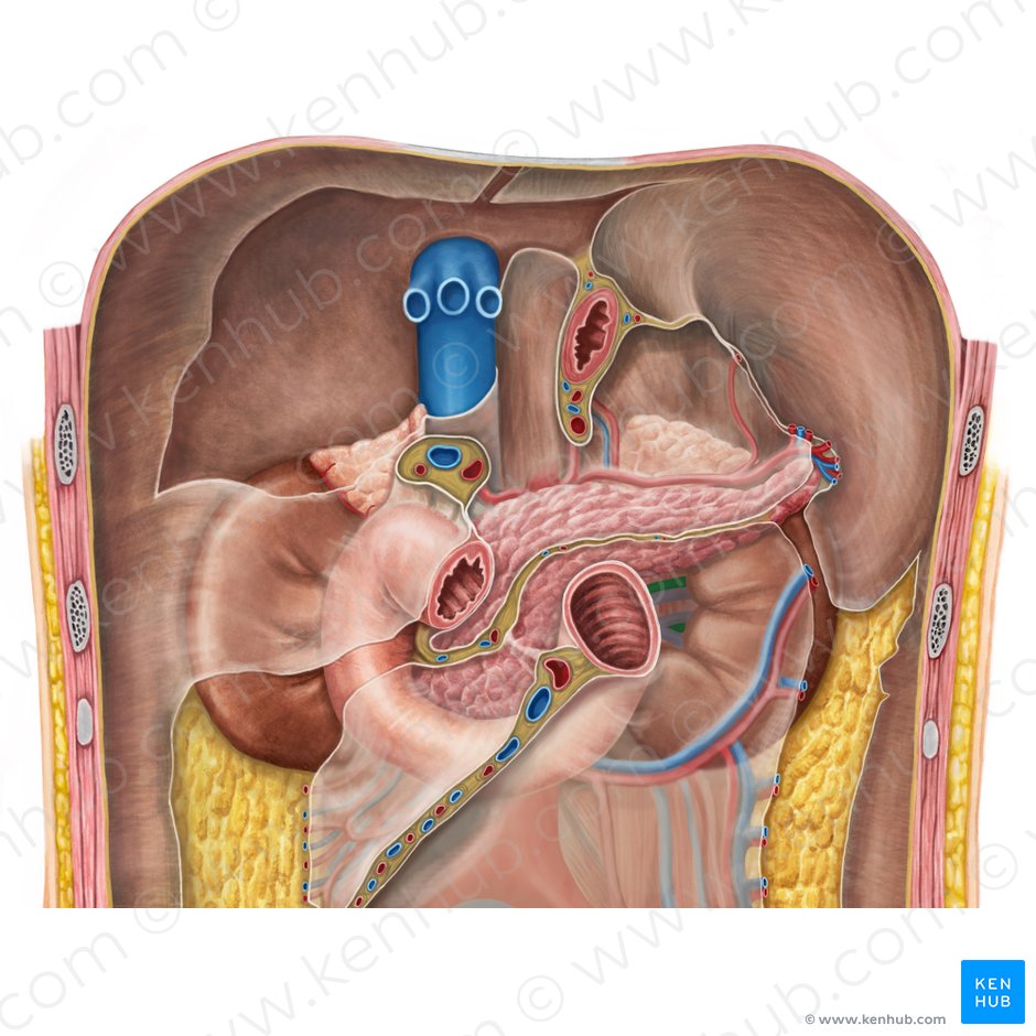 Artéria renal esquerda (Arteria renalis sinistra); Imagem: Irina Münstermann