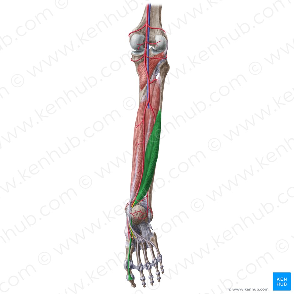 Músculo flexor largo del dedo gordo (Musculus flexor hallucis longus); Imagen: Liene Znotina