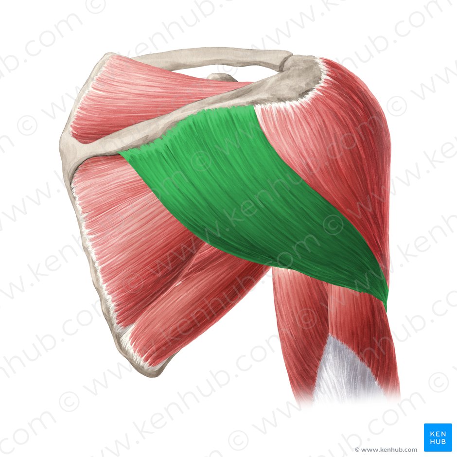 Spinal scapular part of deltoid muscle (Pars spinalis scapularis musculi deltoideus); Image: Yousun Koh