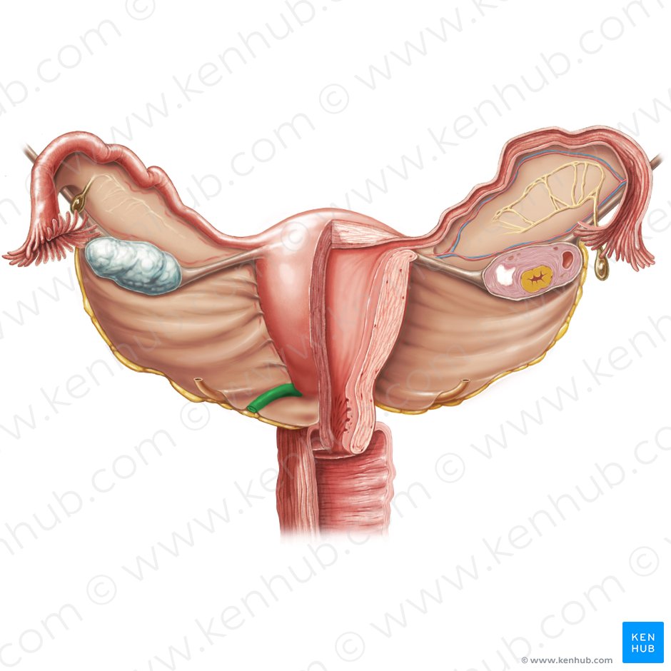 Ligamento recto-uterino (Ligamentum uterosacrale); Imagen: Samantha Zimmerman