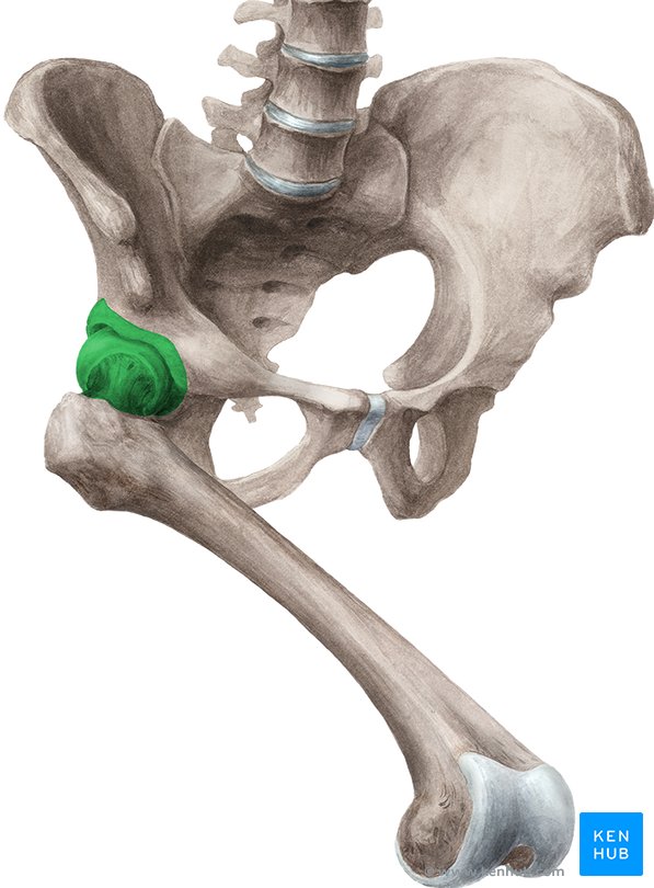 Hüftgelenk - Anatomie, Aufbau, Knochen, Bänder & Muskeln | Kenhub